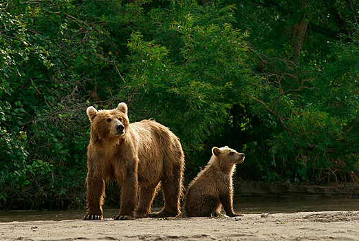 棕熊,女性,幼兽,湖,堪察加半岛,俄罗斯,欧洲