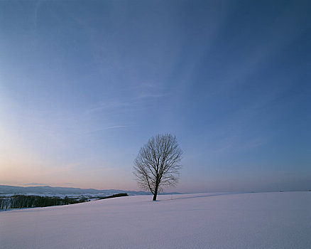 雪原