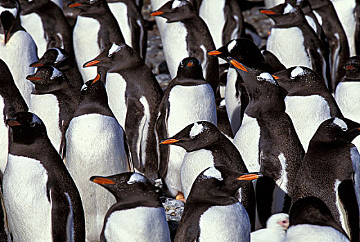 福克兰群岛,巴布亚企鹅,巴布亚岛