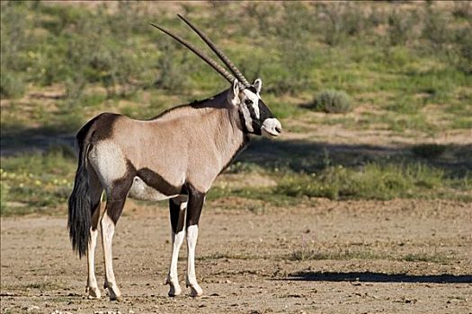 南非大羚羊,长角羚羊,卡拉哈迪大羚羊国家公园,博茨瓦纳,南非