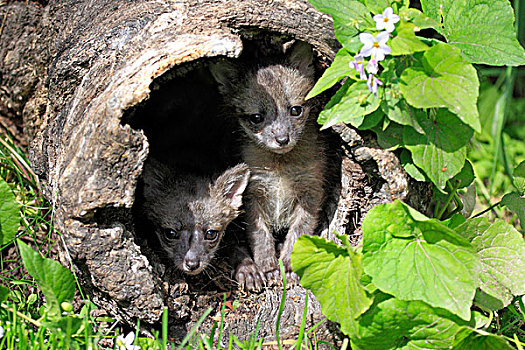 灰狐,两个,小动物,老,向外看,树干,蒙大拿,美国,北美