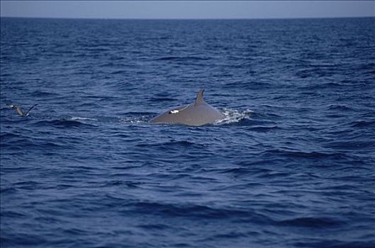宽吻海豚,鲸,平面,时间,深度,联结,背影,新斯科舍省