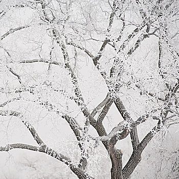 曼尼托巴,加拿大,树枝,积雪