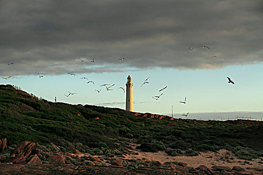 海鸥,飞,靠近,岬角,灯塔,西澳大利亚州
