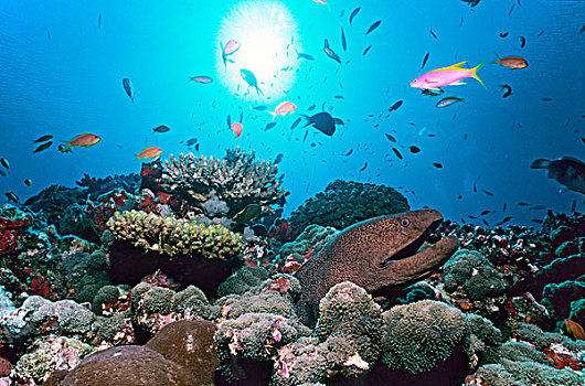 巨大,海鳗,珊瑚,礁石,马尔代夫,印度洋,亚洲