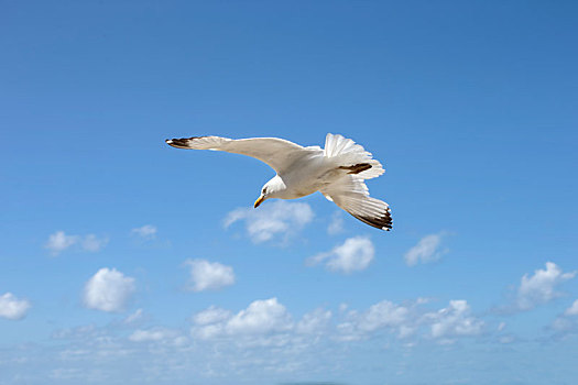 在天空翱翔的海鸥
