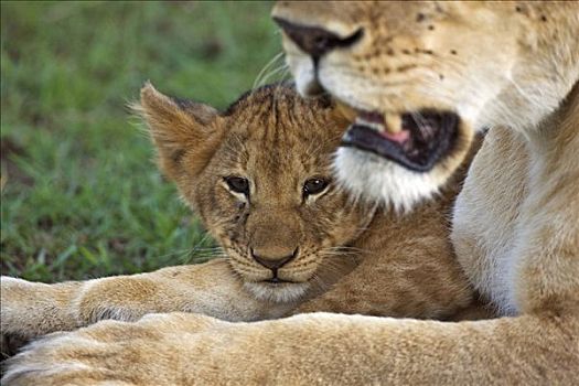 肯尼亚,纳罗克地区,马赛马拉,幼狮,特写,母兽,马赛马拉国家保护区