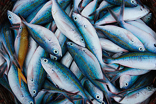 鱼,出售,渔港,印度尼西亚,六月,2007年