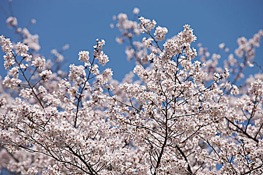 樱花,兵库,日本