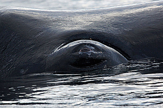 南露脊鲸,眼,瓦尔德斯半岛,阿根廷