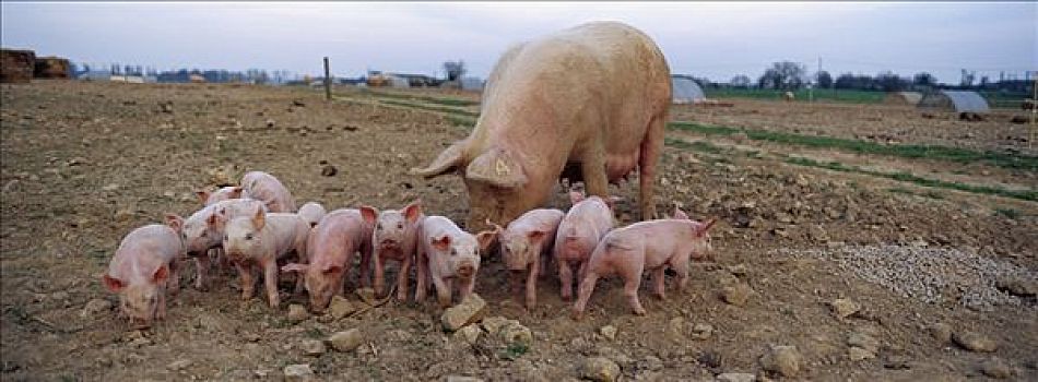 母猪,家猪,年轻,放养,养猪,设施,法国