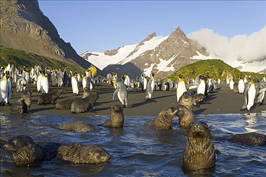 帝企鹅,南极软毛海豹,毛海狮,幼仔,海浪,海滩,秋天,早晨,露脊鲸湾,南乔治亚,南大洋,南极辐合带
