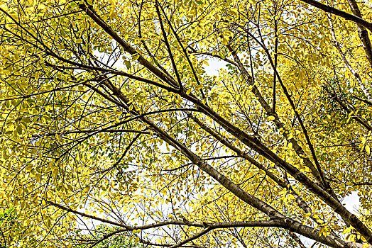 树枝上黄色的叶子