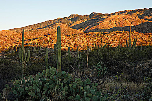 巨柱仙人掌,巨人柱仙人掌,荒芜,萨瓜罗国家公园,亚利桑那,美国