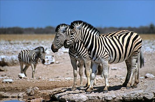 斑马,马,站立,水潭,国家公园,纳米比亚,非洲