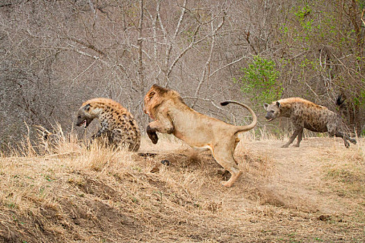 雄性,狮子,追逐,斑鬣狗,鬣狗,攻击