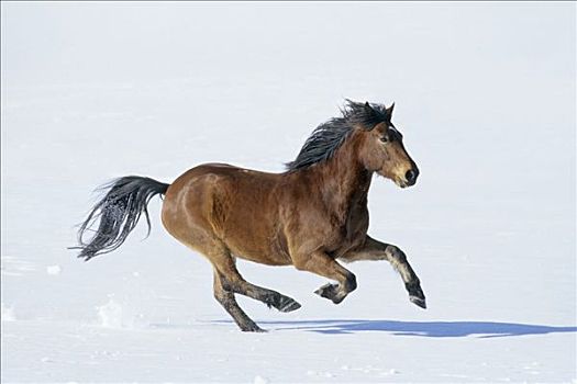 康纳玛拉,小马,驰骋,冬天
