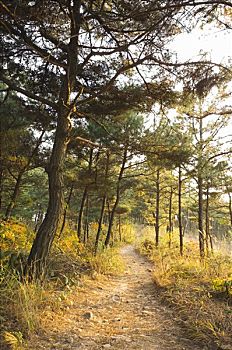 树林,小路,松树,首尔,韩国