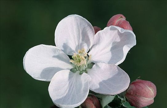 苹果花