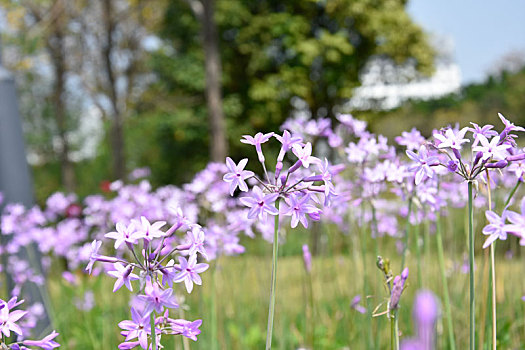 花草