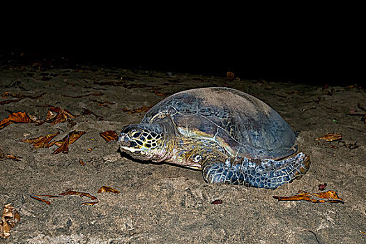 绿海龟,龟类,产卵,印度洋,马约特,非洲