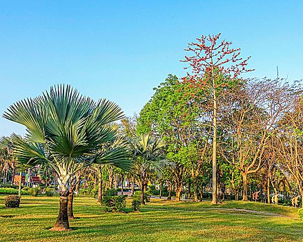 海南儋州新市委广场,绿化带,中湖公园,芭蕉树