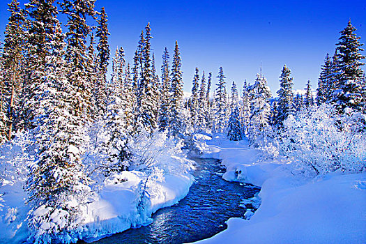 冬日奇景,班芙,艾伯塔省,加拿大