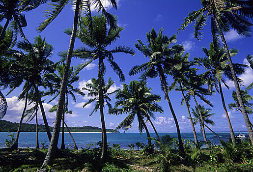 斐济,岛屿,椰树,树,海滩