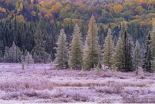 霜,树,科斯河地区,阿尔冈金省立公园