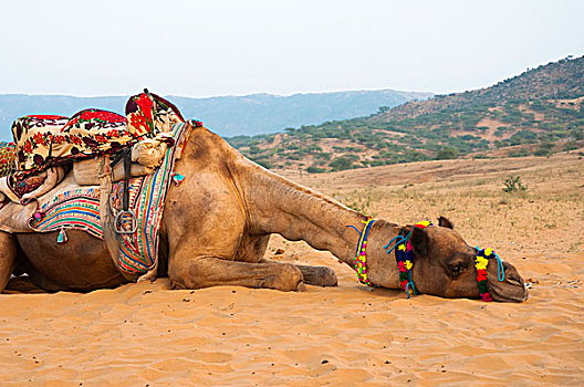 疲倦,骆驼,普什卡,拉贾斯坦邦,印度