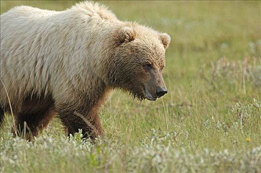 棕熊,漫游,苔原,德纳里峰国家公园,阿拉斯加,美国