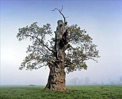 橡树,栎属,晨雾,古树,树干,黑森州,德国,欧洲