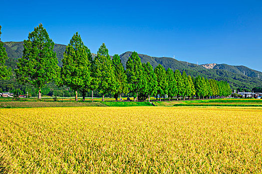 水稻,树