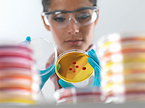 女性,科学家,检查,培养,培养皿,微生物学,实验室