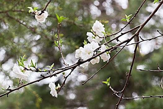 桃花,桃树,桃枝