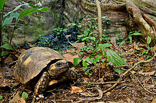 龟,象龟属,国家公园,亚马逊河,厄瓜多尔