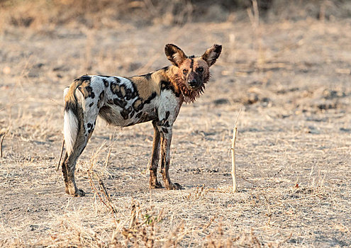 孤单,非洲野狗,血,毛皮,南卢安瓜国家公园,赞比亚,非洲