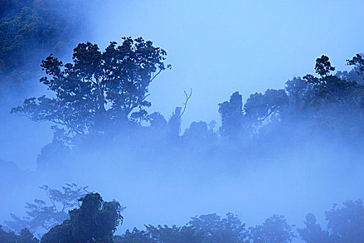 浓厚,热带雨林,遮盖,山,围绕,漂石,南,昆士兰,澳大利亚