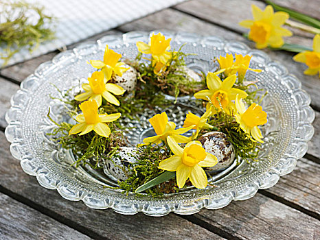 小,花环,水仙花,苔藓,鹌鹑蛋,盘子