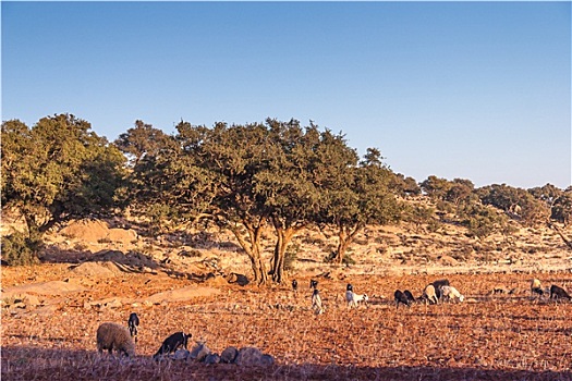 摩洛哥风情,山羊,地点