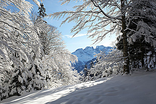 冬天,风景,伯尔尼,瑞士,欧洲