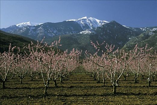 法国,朗格多克-鲁西永大区,山,春天,桃树