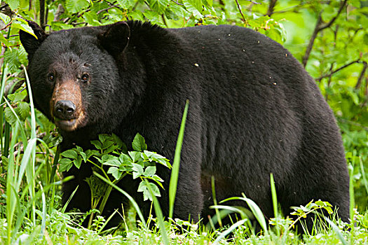 黑熊,冰川国家公园,保存,阿拉斯加,美国