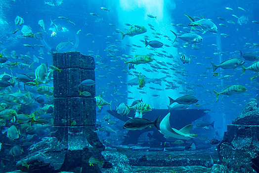 阿联酋迪拜棕榈岛,失落的空间,水族馆