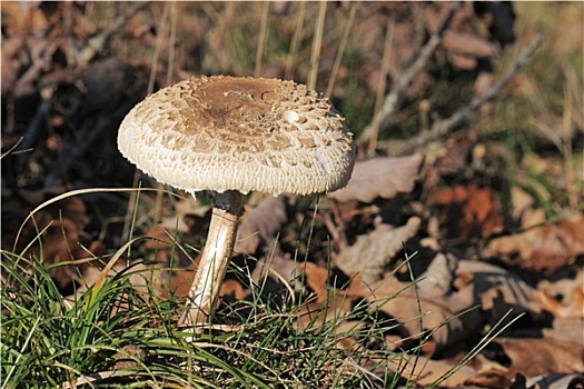 高环柄菇,伞状蘑菇