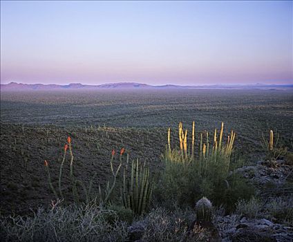管风琴仙人掌国家保护区,风琴管仙人掌,盛开,墨西哥刺木,亚利桑那,美国