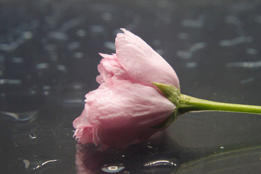 水滴背景上美丽的樱花花束