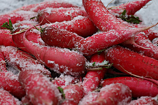 下雪,大雪,行走,红色,萝卜,蔬菜,困难