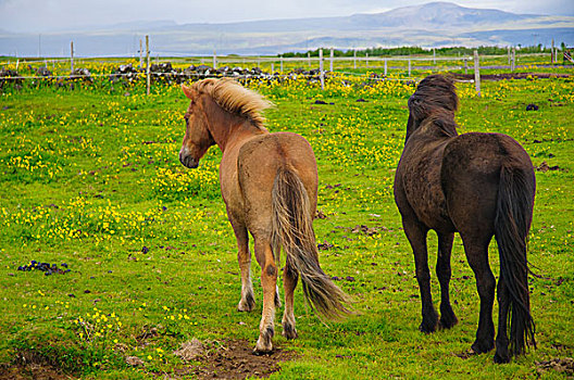 冰岛,冰岛马