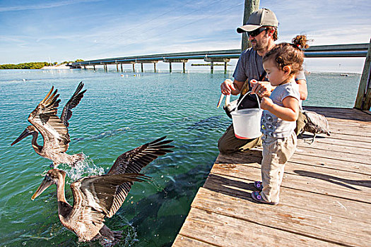 父亲,女儿,喂食,鹈鹕,佛罗里达礁岛群,美国